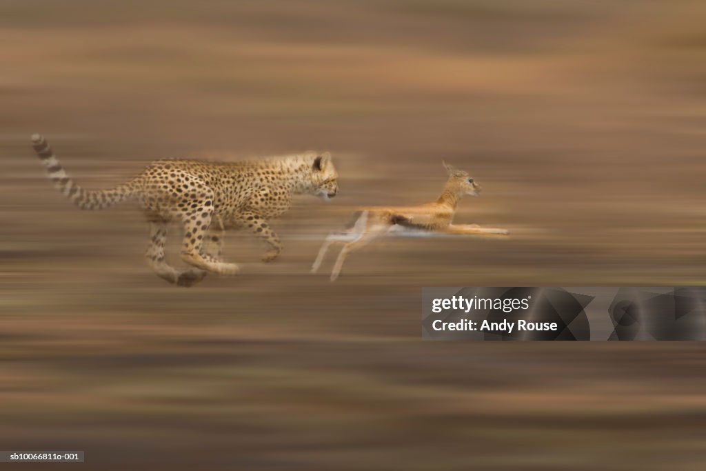 Cheetah chasing baby thomson gazelle, side view (blurred motion)