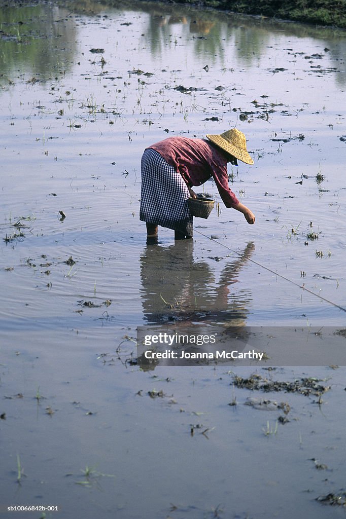 Burma, female farmer planting rice in paddock, side view, elevated view