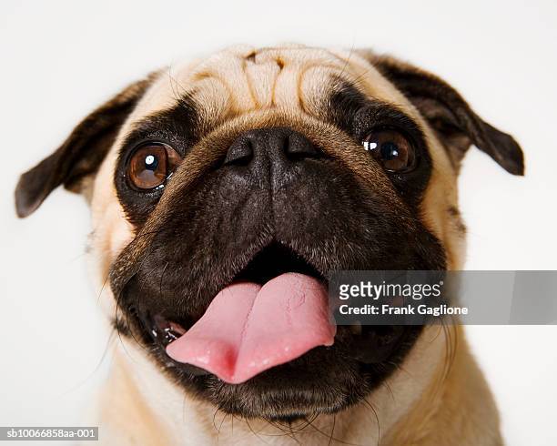 headshot of pug on white background sticking tongue out - möpse stock-fotos und bilder