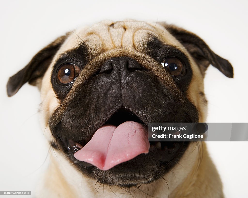 Headshot of Pug on white background sticking tongue out
