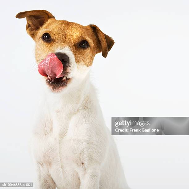 jack russell on white background - jack russell terrier stock-fotos und bilder