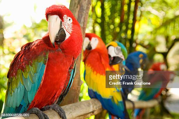 macaws perched on branch in jungle - guacamayo fotografías e imágenes de stock