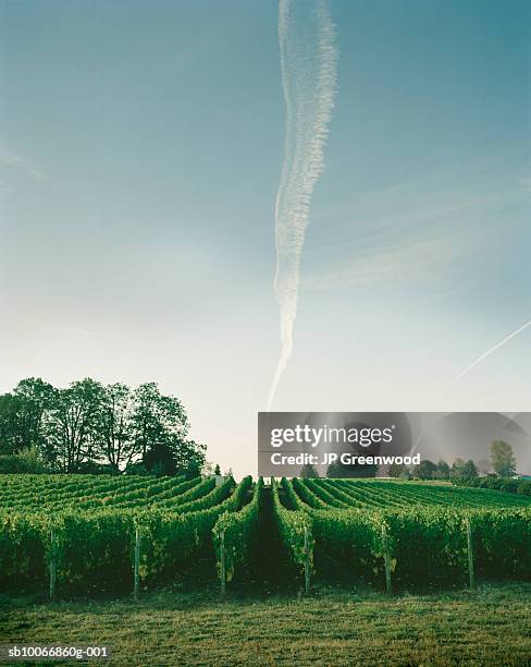 vineyard with airplane trail in sky - willamette valley stock pictures, royalty-free photos & images