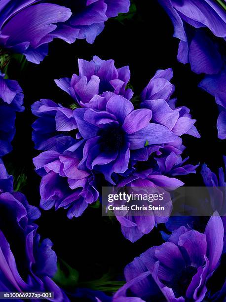 purple flowers on black background (digital composite) - digital composite ストックフォトと画像