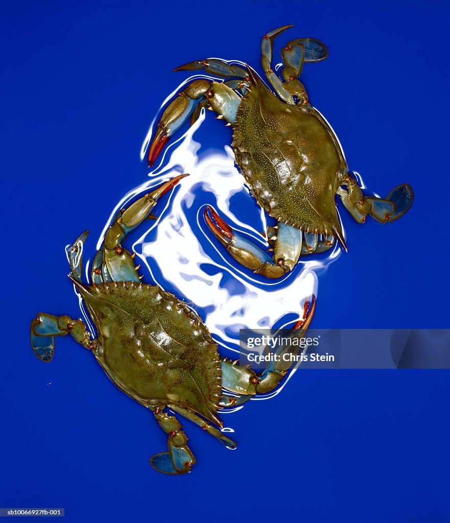 Two crabs on blue background