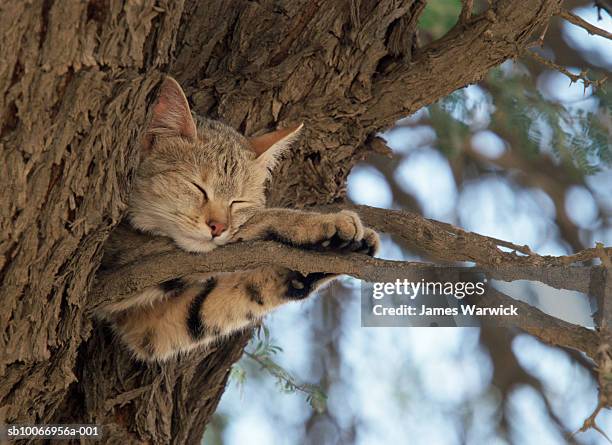 african wild cat (felis syvlestris) sleeping on tree branch - wildkatzenart stock-fotos und bilder