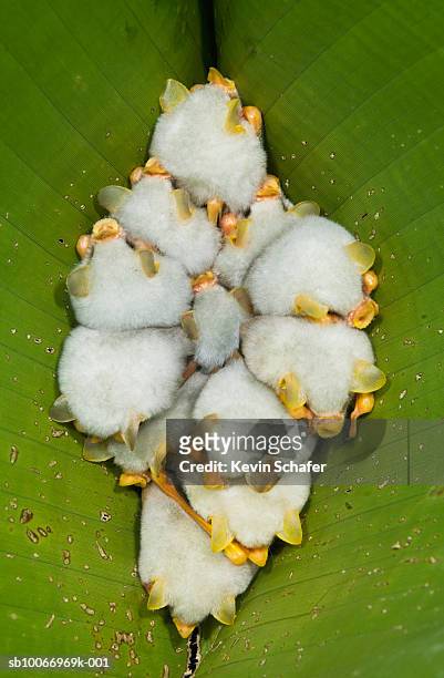 twelve honduran white tent bats (ectophylla alba) in tent roost - hawaiian heliconia stock pictures, royalty-free photos & images