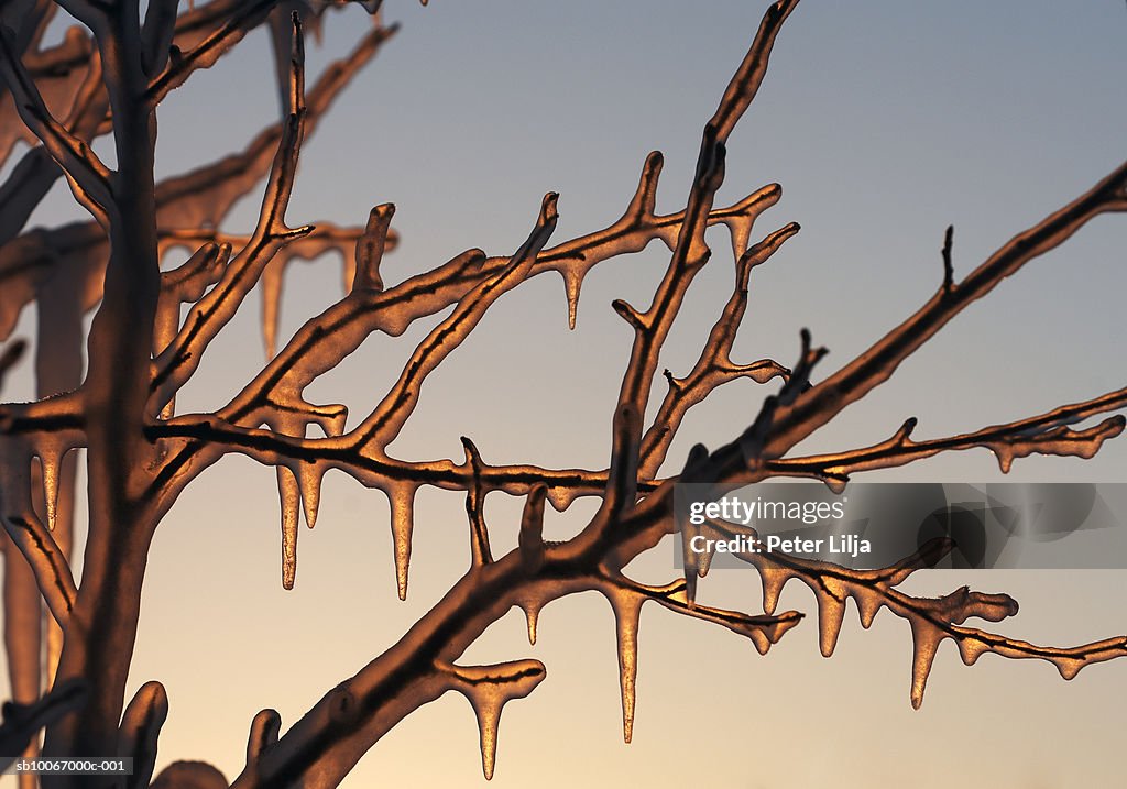 Icy branches, close-up