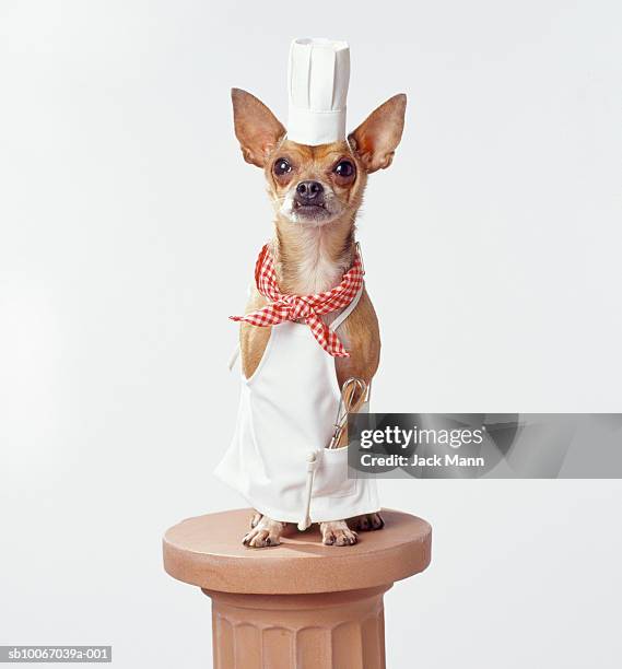 chihuahua dog wearing chef's whites, studio shot - toque stock pictures, royalty-free photos & images