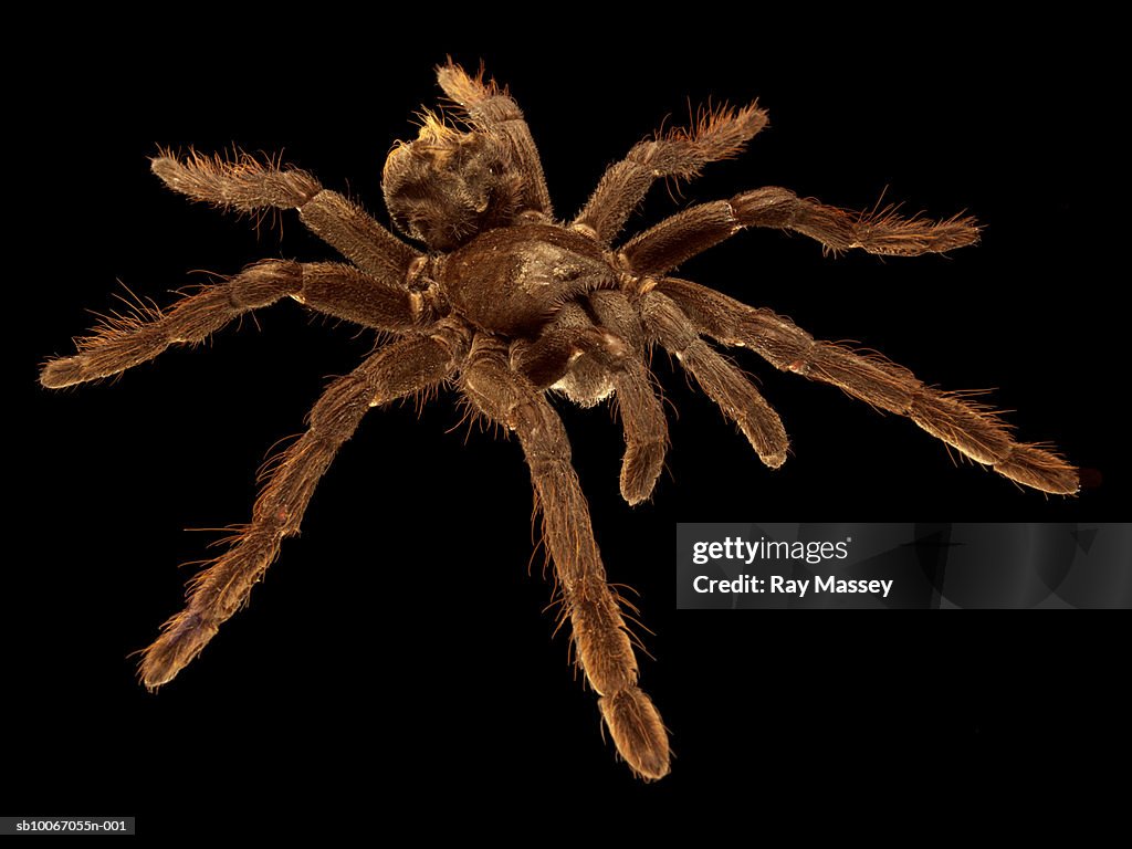 Tarantula on black background