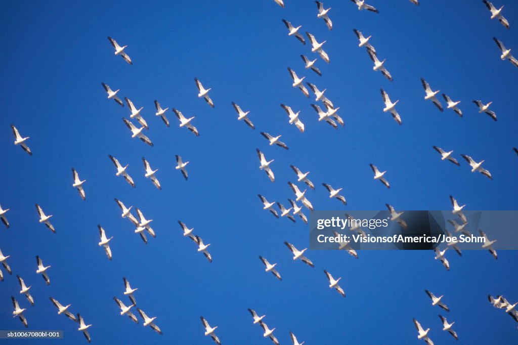 Flock of pelicans in flight