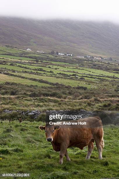 ireland, kerry county, cow standing in field - verwaltungsbezirk county kerry stock-fotos und bilder