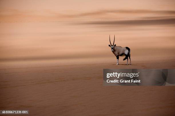 oryx in namb desert - angola stock-fotos und bilder