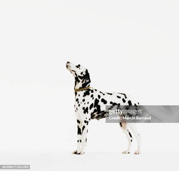 dalmatian dog with collar - dálmata imagens e fotografias de stock