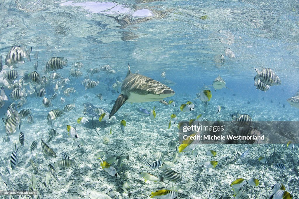 French Polynesia, Bora Bora, School of colorful fishes underwater