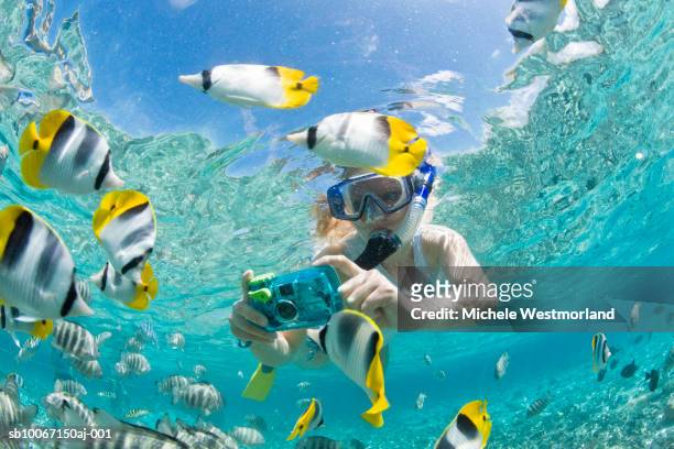 french polynesia, bora bora, woman taking underwater pictures of colorful reef fish - azul turquesa fotografías e imágenes de stock
