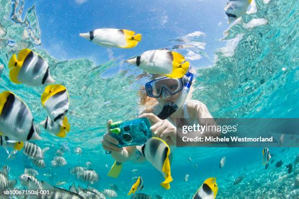french polynesia, bora bora, woman taking underwater pictures of colorful reef fish - bora bora fish stock pictures, royalty-free photos & images