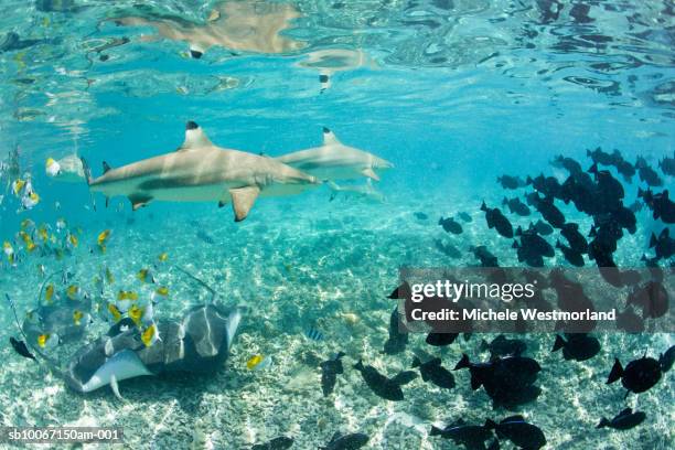french polynesia, bora bora, school of colorful tropical fishes underwater - blacktip reef shark stock-fotos und bilder