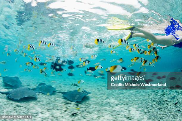 french polynesia, bora bora, woman snorkelling in sea, low section - pacific double saddle butterflyfish stock pictures, royalty-free photos & images