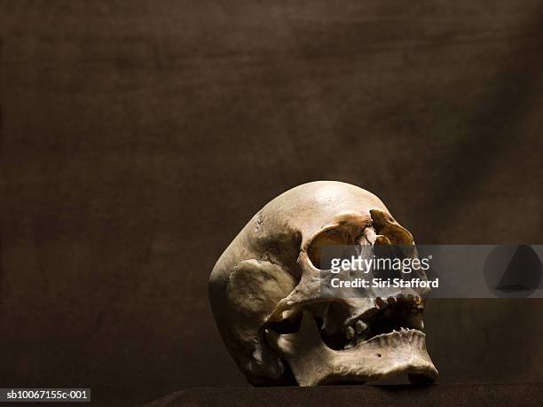 human skull, studio shot - skull stock-fotos und bilder