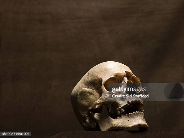 human skull, studio shot - crâne humain photos et images de collection