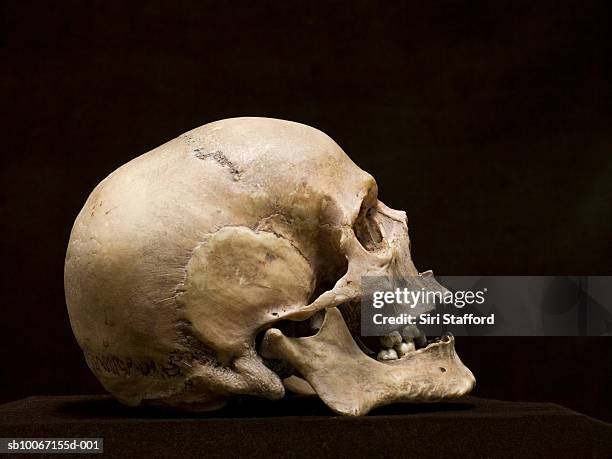 human skull, side view, studio shot - skulls stock pictures, royalty-free photos & images