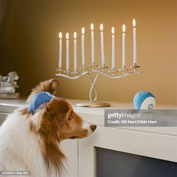 shetland sheepdog wearing yamulka looking at menorah - hanukkah animal stock pictures, royalty-free photos & images