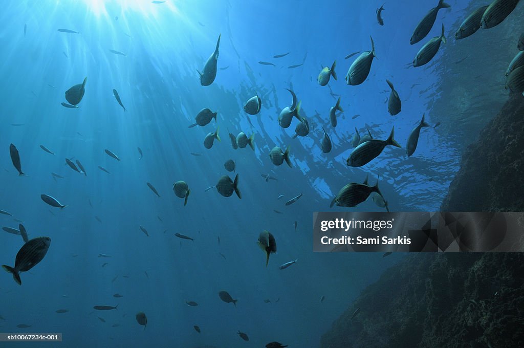 School of fish and sunbeams underwater