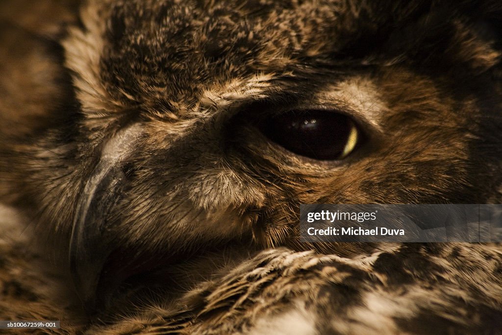Close-up of owl head