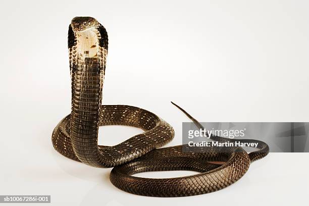 king cobra (ophiophagus hannah), studio shot - cobra reale foto e immagini stock