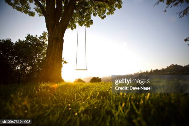 rope swing on tree at dusk - altalena di corda foto e immagini stock