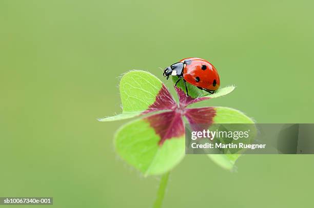 seven-spot ladybird (coccinella septempunctata) at four-leaved clover - ladybug stock-fotos und bilder