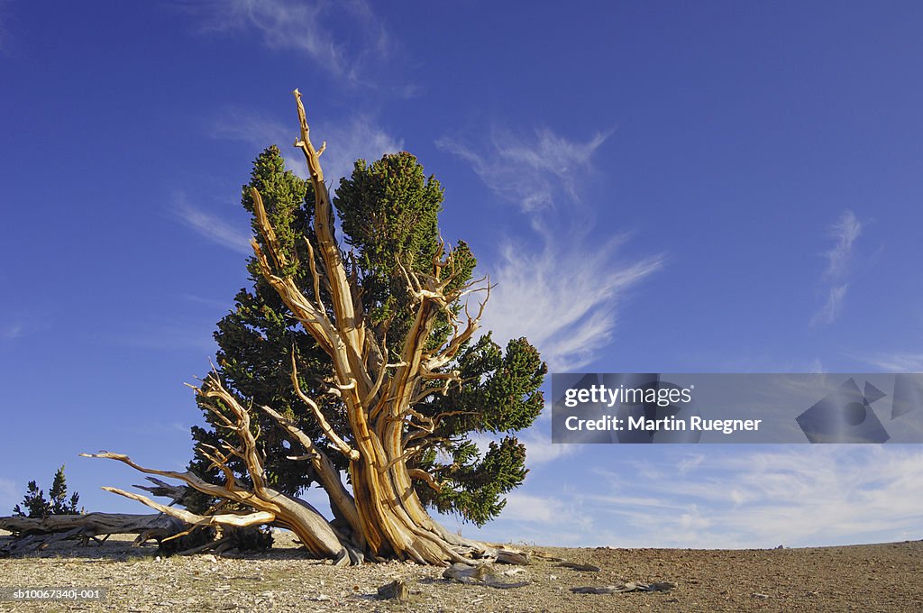 Bristlecone pine tree (Pinus longaeva)