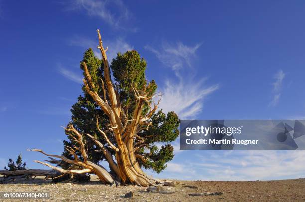 bristlecone pine tree (pinus longaeva) - inyo national forest stock pictures, royalty-free photos & images