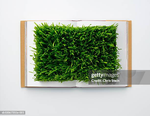 wheat grass, studio shot - grama de ponta imagens e fotografias de stock