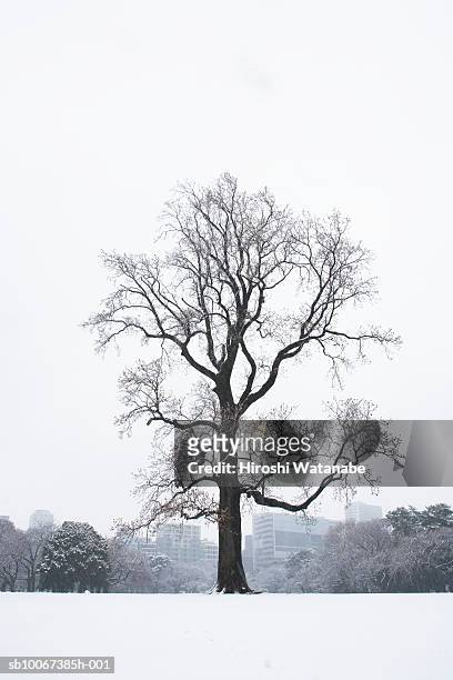 japan, tokyo, shinjuku, bare tree covered with snow - tokyo covered by haze stockfoto's en -beelden
