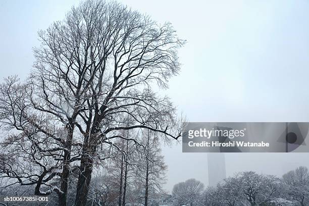 japan, tokyo, shinjuku, bare trees covered with snow, low angle view - tokyo covered by haze stockfoto's en -beelden