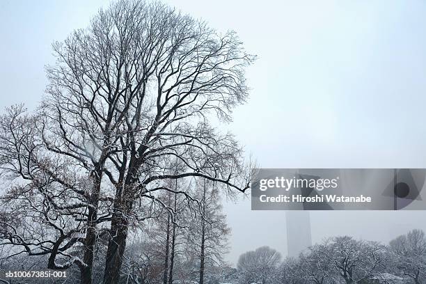 japan, tokyo, shinjuku, bare trees covered with snow, low angle view - tokyo covered by haze stock pictures, royalty-free photos & images