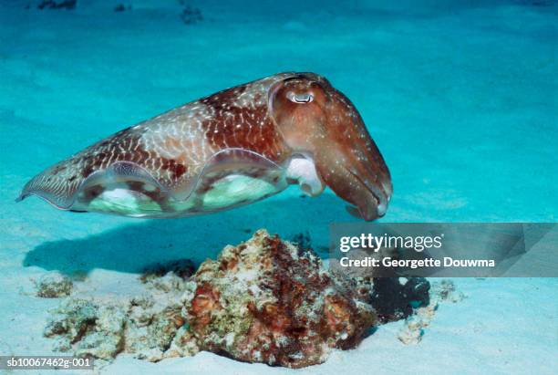 broadclub cuttlefish (sepia latimanus) - cuttlefish stock pictures, royalty-free photos & images