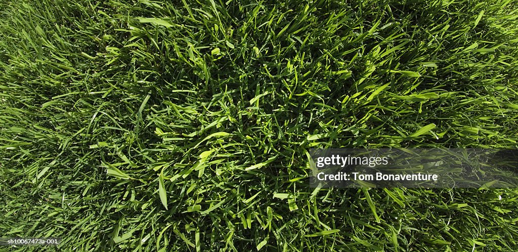 View from above on grass, panoramic