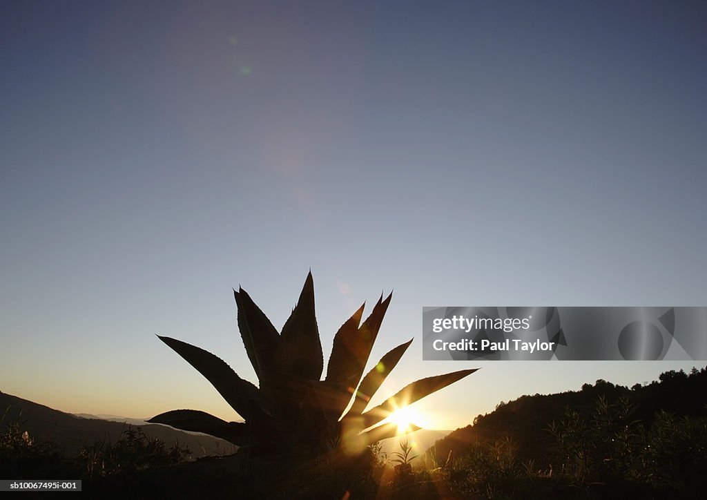 Agave plant at silhouette