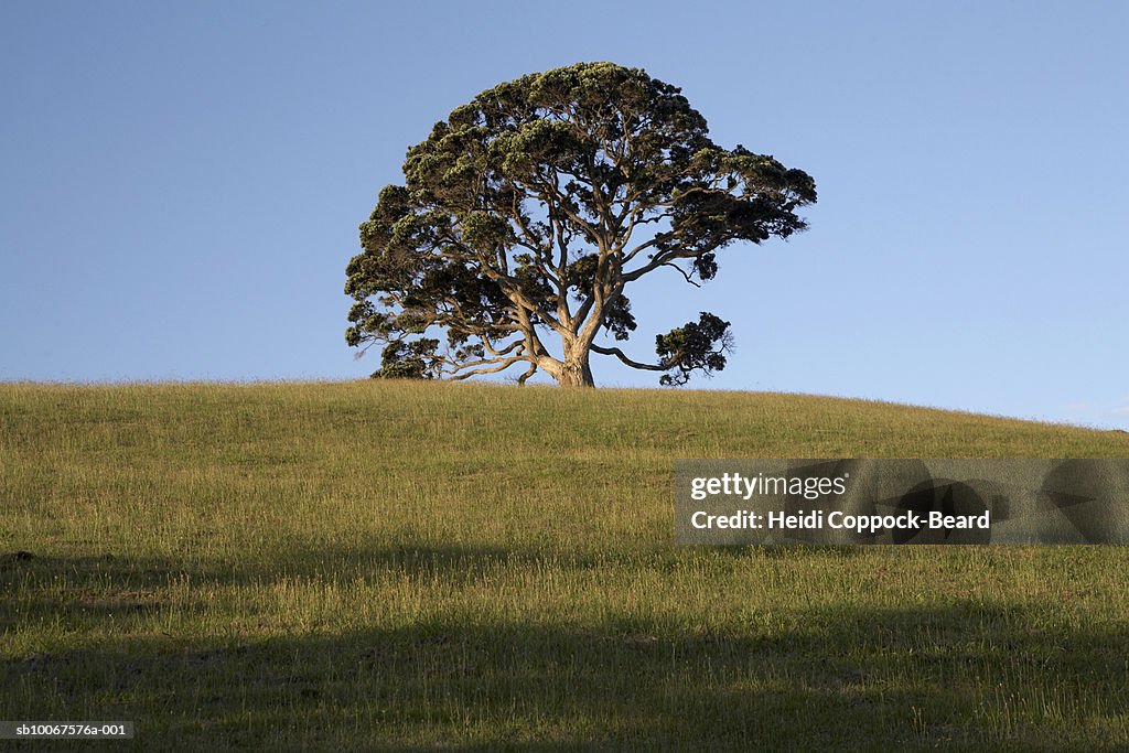Lone pohutukawa tree and grassy hill