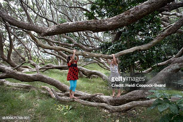 two girls (6-13) playing in forest - heidi coppock beard stock pictures, royalty-free photos & images