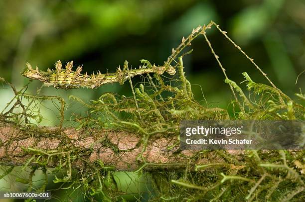 leaf mimic insect, close-up - walking stick photos et images de collection