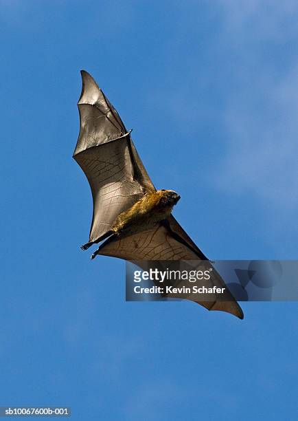 flying fox (pteropus rufus), low angle view - bats flying ストックフォトと画像