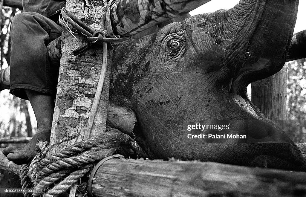 Thailand, Umpang, young elephant dying, close-up