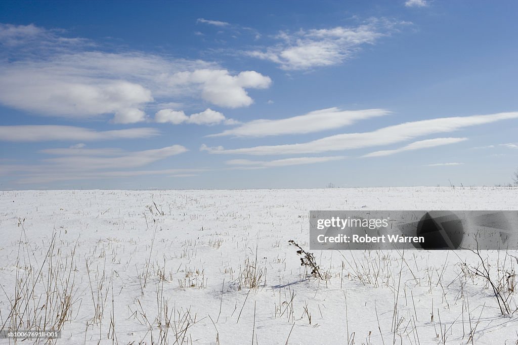 Grass poking through snow field