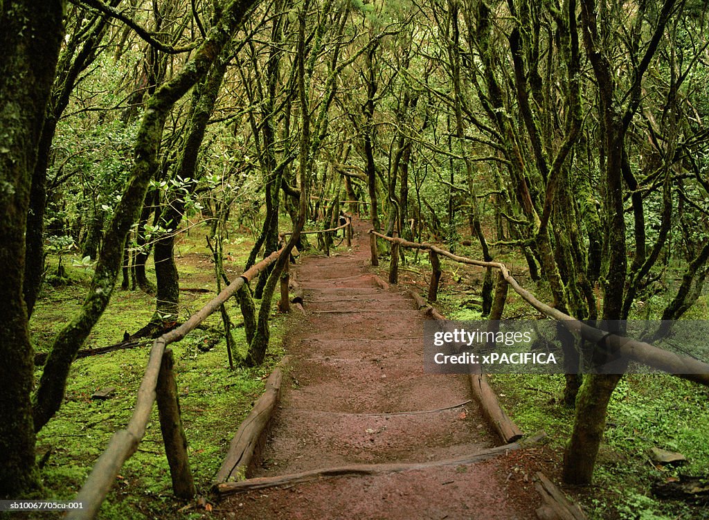 Canary Islands, La Gomera, tree lined path in laurel forest