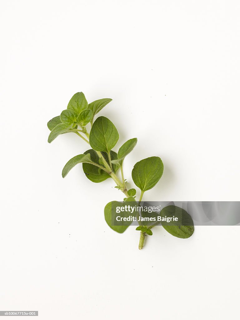 Fresh oregano on white background