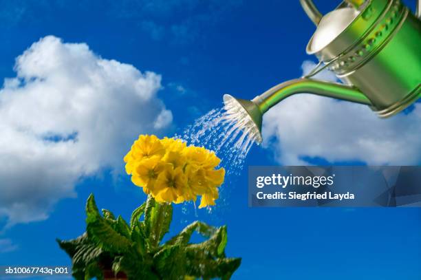 watering yellow primrose with watering can, low angle view - primula fotografías e imágenes de stock